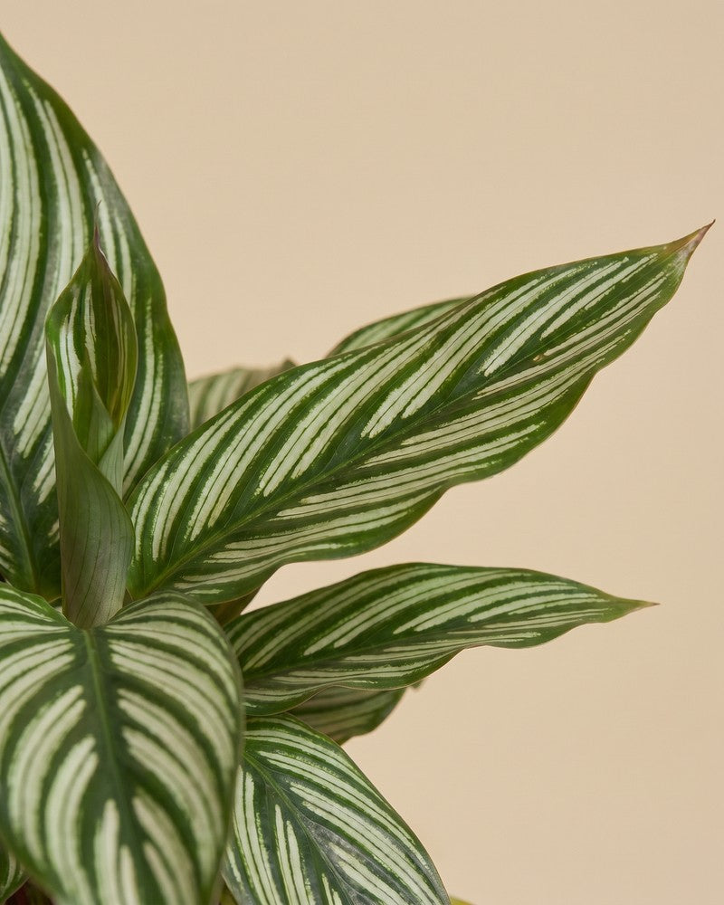 Mehrere grün-weiss gestreifte Blätter der Calathea vittata in dichter Anordnung.