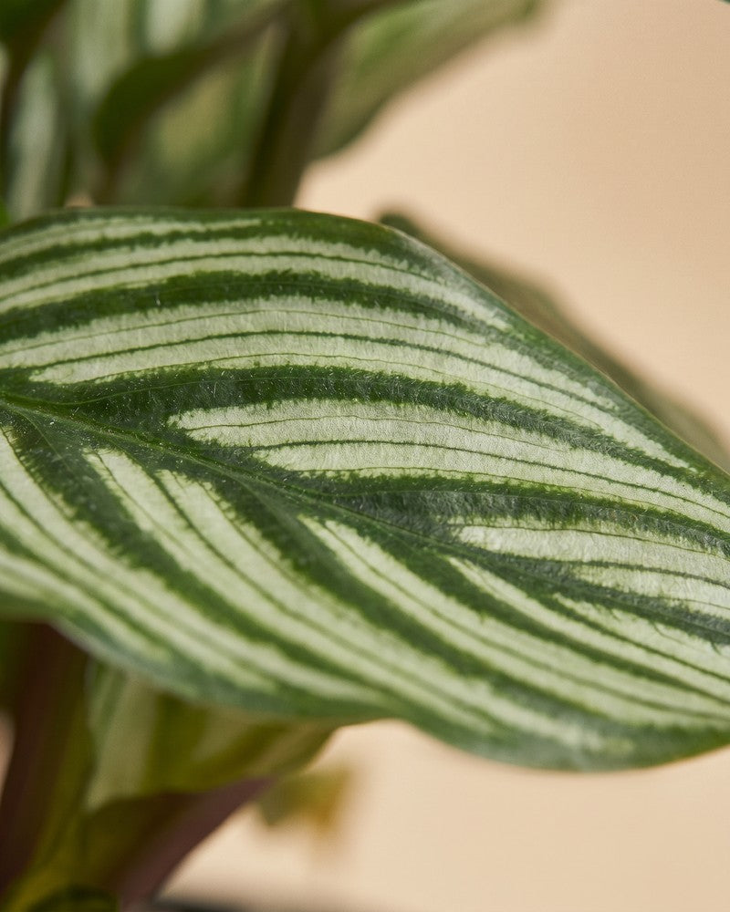 Seitliche Makroaufnahme eines geriffelten weiss-grünen Blattes der Calathea vittata.