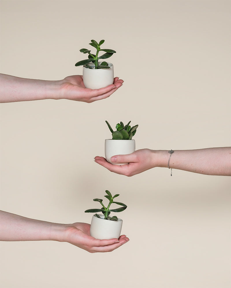Drei Hände halten jeweils einen kleinen weißen Topf mit einem grünen Baby Geldbaum (3er Set) - feey, vertikal angeordnet vor einem schlichten beigen Hintergrund.