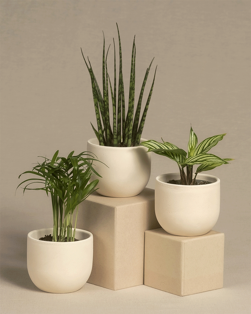 Diverse Babypflanzen 