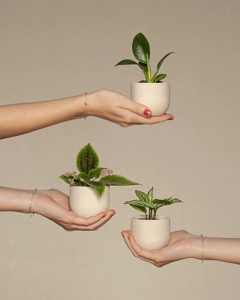 Diverse Babypflanzen getragen von Händen