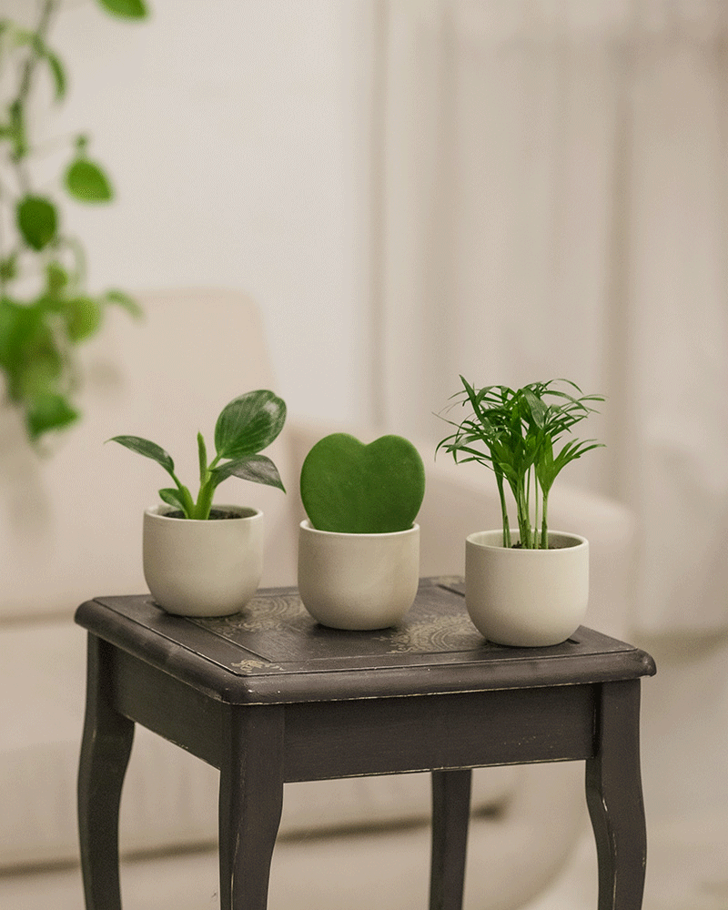 Diverse Babypflanzen auf einem Hocker in einem Wohnzimmer