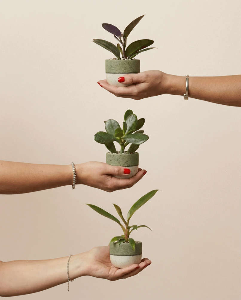 Drei Hände halten das 3er-Set Schweizer Überraschungs-Babypflanzen in grünen Töpfen vertikal vor beigem Hintergrund. Jede Hand trägt ein Armband, zwei Hände haben roten Nagellack.