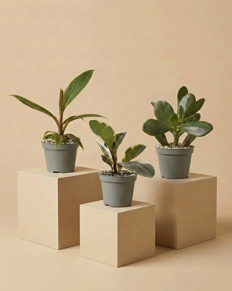Das Schweizer Überraschungs-Babypflanzen (3er-Set) besteht aus drei kleinen grünen Topfpflanzen, die auf beigen, geometrischen Sockeln vor einem passenden Hintergrund stehen und jedem Raum einen minimalistischen und modernen Touch verleihen.