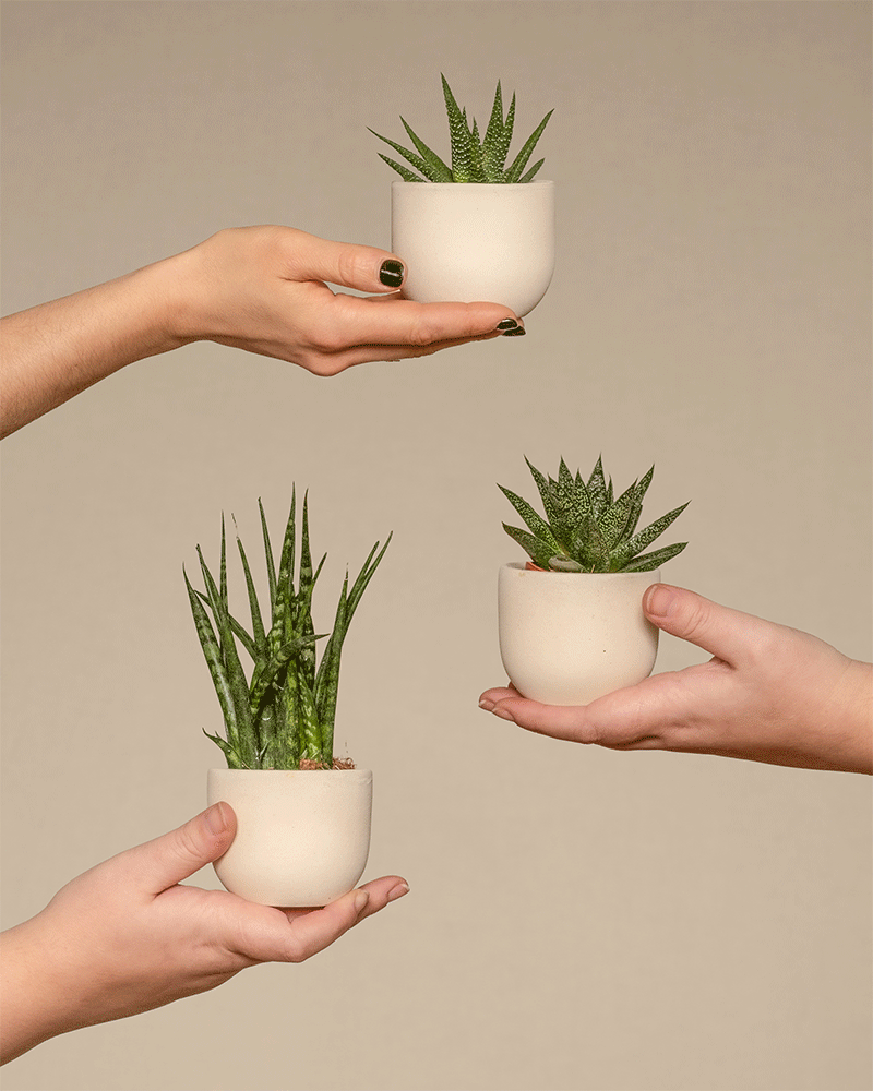 GIF mit abwechselnden Baby Sukkulentenpflanzen von feey in weissen Keramiktöpfchen