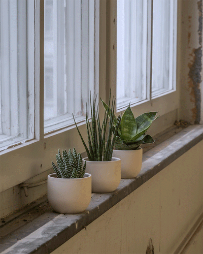 GIF mit abwechselnden Baby Sukkulentenpflanzen von feey in Keramiktöpfchen in einer alten Industriehalle auf einem Fenstersims