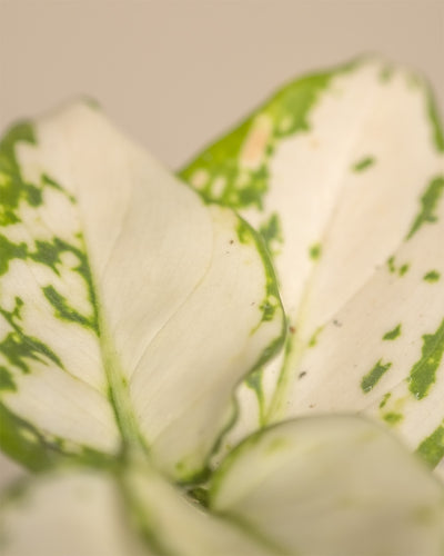Detailaufnahme einer Aglaonema 'Snowflake' Babypflanze