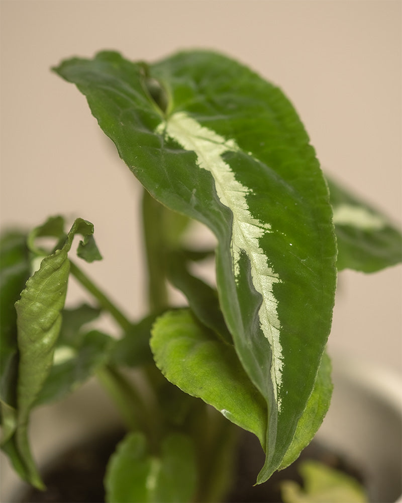 Detailaufnahme einer Syngonium wendlandii Babypflanze.