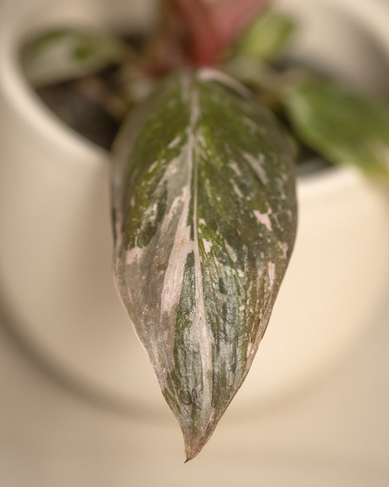 Detailaufnahme einer Philodendron 'Pink Princess Marble' Babypflanze