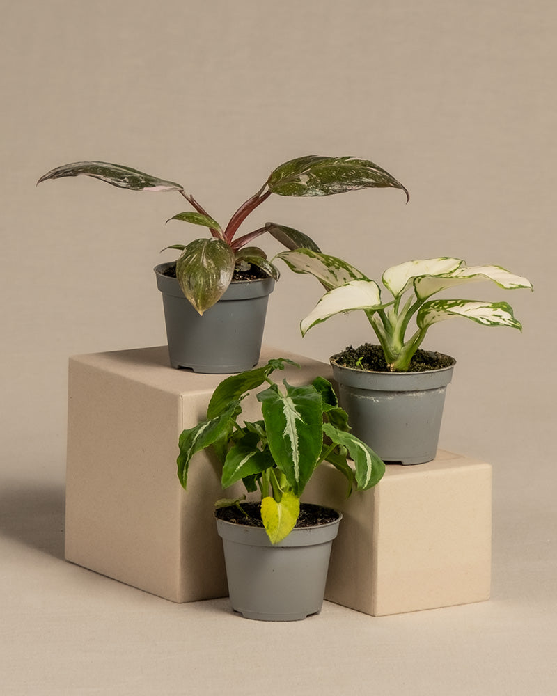 3er Babypflanzen-Set mit farbigen Pflanzen ohne Übertöpfe