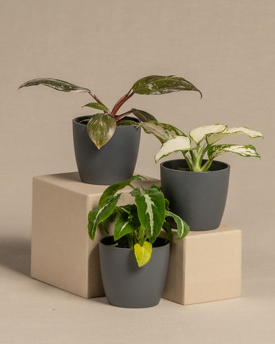 3er Babypflanzen-Set mit farbigen Pflanzen in  anthrazit Kunststoffktöpfen von feey.