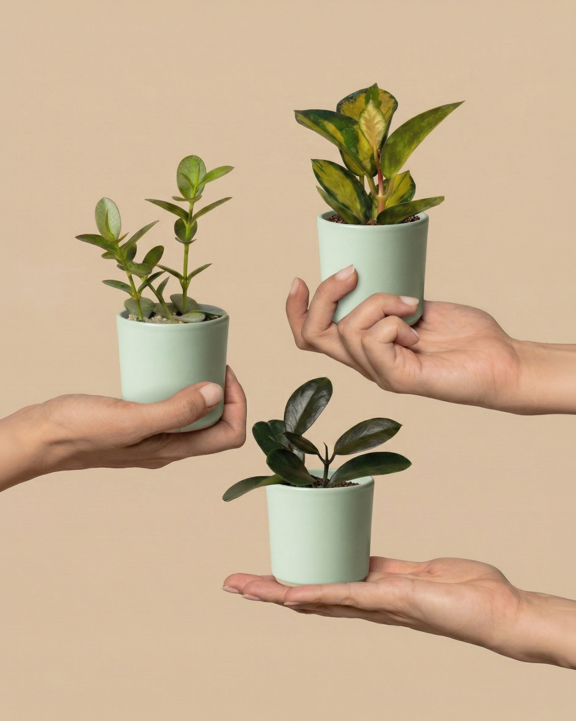 Drei Hände halten jeweils eine Baby Hoya (3er-Set) - feey in hellgrünen Töpfen vor beigem Hintergrund. Die pflegeleichten Hoyas zeigen verschiedene Schattierungen von grünen Blättern.
