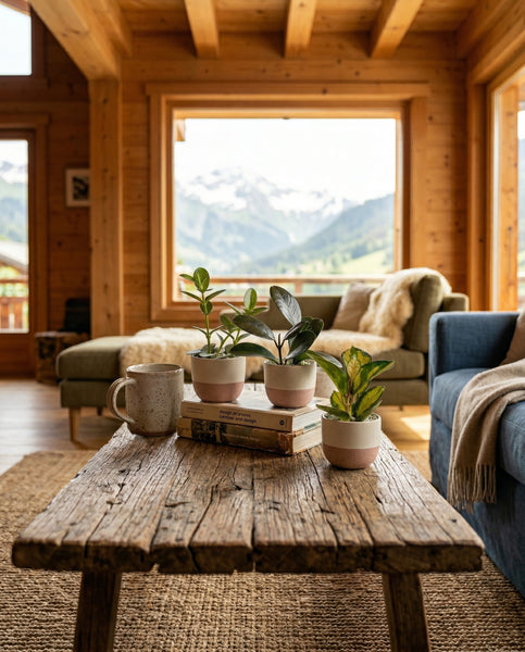 Ein rustikaler hölzerner Couchtisch mit einem Baby Hoya (3er-Set) - Fee, Tasse und Büchern steht in einem gemütlichen Wohnzimmer mit Holzwänden, einer Couch und großen Fenstern mit Blick auf schneebedeckte Berge.