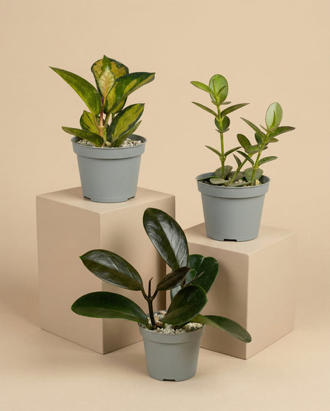 Drei Baby-Hoya-Pflanzen aus dem feey 3er-Set sind auf beigen Display-Blöcken vor einem neutralen Hintergrund arrangiert. Jede Pflanze befindet sich in einem grauen Topf mit weißen Kieselsteinen, die den Boden bedecken.