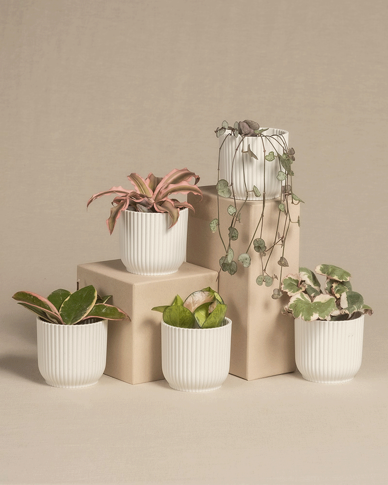Babypflanzen-Quintett mit rosa Blättern