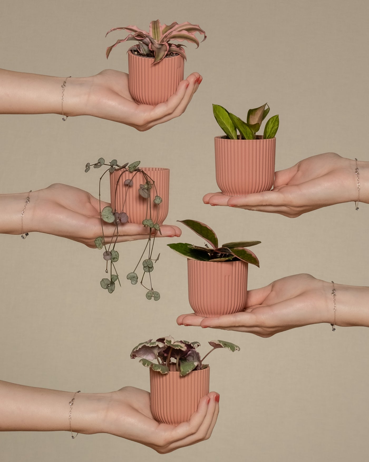 Babypflanzen-Quintett mit rosa Blättern auf Händen von links und rechts