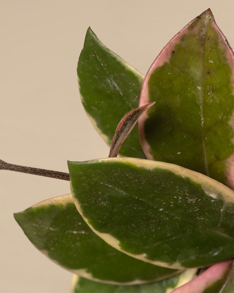 Nahaufnahme einer bunten Pflanze mit dicken, wachsartigen Blättern. Dieses Babypflanzen-Quintett mit rosa Blättern ist dunkelgrün mit einem dicken cremefarbenen Rand und rosa Rändern. Der Hintergrund ist schlicht und beige und hebt die leuchtenden Farben der Pflanze hervor.