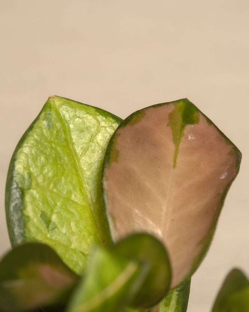 Nahaufnahme von zwei Blättern einer Pflanze: Ein Blatt ist gesund und leuchtend grün und weist eine glatte Textur mit sichtbaren Adern auf, während das andere braun ist, was auf Schäden oder Krankheiten hinweist. Beide Babypflanzen-Quintetts mit rosa Blättern stehen vor einem beigen Hintergrund.
