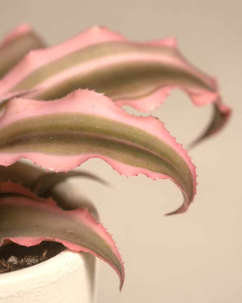 Nahaufnahme eines Babypflanzen-Quintetts mit rosa Blättern mit langen, gewellten, grünen und rosa bunten Blättern. Die Textur der Blätter ist leicht rau mit gezackten Rändern, und der Topf ist weiß und teilweise sichtbar. Der Hintergrund hat eine sanfte Beigefarbe.