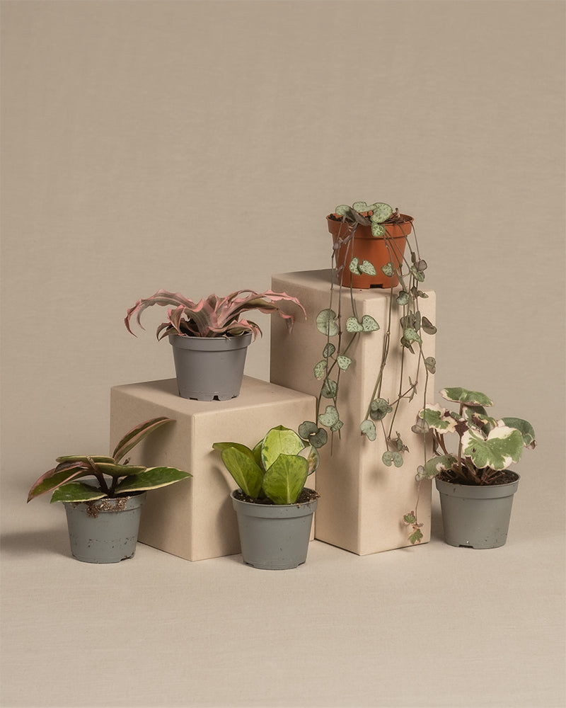 Ein minimalistisches Arrangement aus fünf Babypflanzen-Quintetts mit rosa Blättern in Töpfen, präsentiert auf neutral gefärbten Sockeln unterschiedlicher Höhe. Jede Pflanze ist einzigartig, mit unterschiedlichen Blattformen, -größen und bunten Blättern, darunter grüne, rosa und bunte Muster. Der Hintergrund ist schlicht beige.