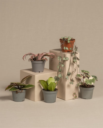 Babypflanzen-Quintett mit rosa Blättern