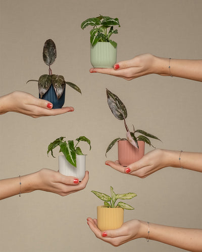 Hände von links und rechts, welche das Babypflanzen-Quintett mit bunten Blättern halten