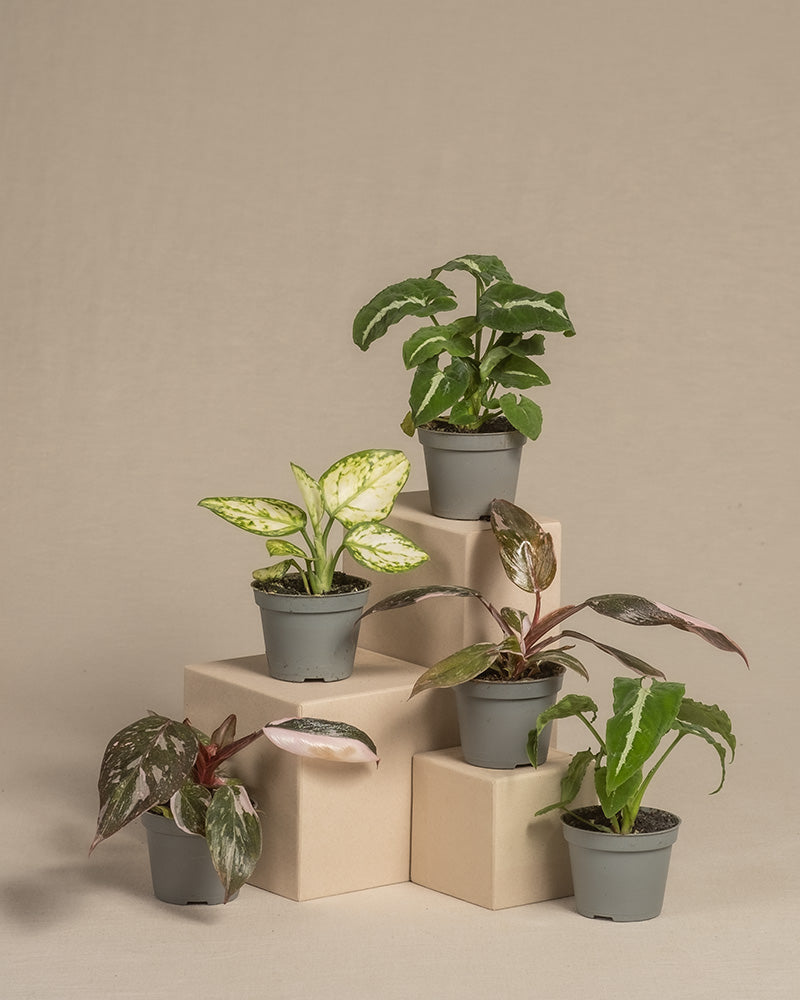 Babypflanzen-Quintett mit bunten Blättern ohne Übertopf