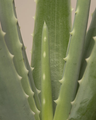 Eine Nahaufnahme von dicken, fleischigen Aloe-Vera-Blättern, die in einem Rosettenmuster angeordnet sind. Diese grünen Blätter haben gezackte Ränder mit kleinen, weichen Dornen und spitzen Enden, was ihre pflegeleichte Natur widerspiegelt. Sie passen perfekt in jeden Raum und sind Teil des Sukkulenten Überraschungs-Babypflanzen (6er-Set).