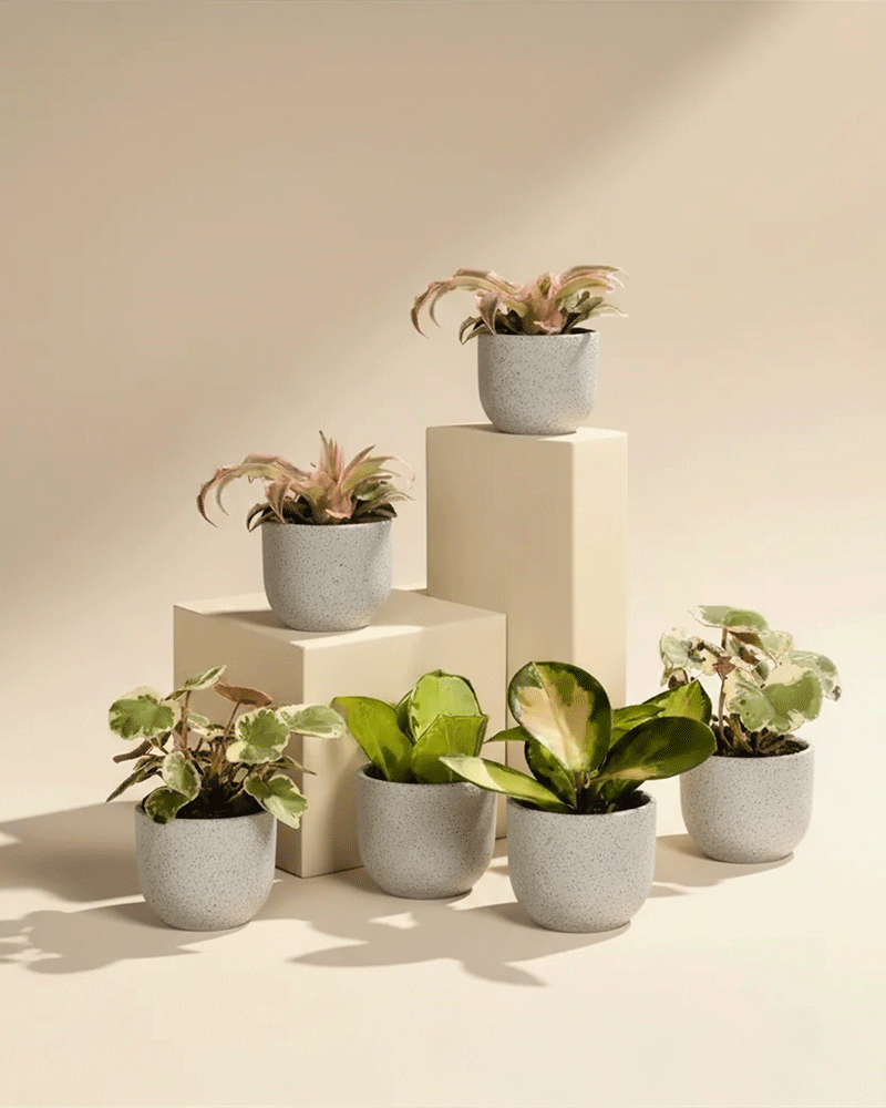 Sechs Rosa Babypflanzen (6er Set) mit gemischten grünen und bunten Blättern stehen auf und um drei cremefarbene rechteckige Sockel vor einem beigen Hintergrund, der sanft beleuchtet ist und den Charme dieses Pflanzensets hervorhebt.
