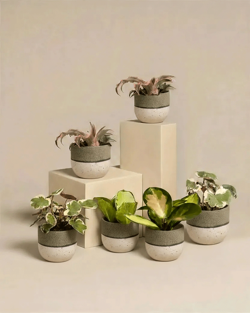 Das Rosa Babypflanzen (6er Set) besteht aus sechs getopften Zimmerpflanzen mit grünen und bunten Blättern in grau und weiß gesprenkelten Töpfen, die auf weißen Blöcken vor einem beigen Hintergrund stehen.