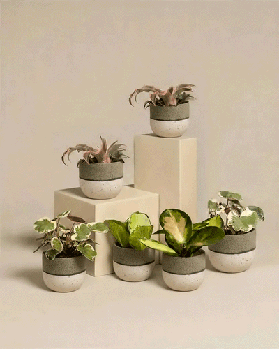 Das Rosa Babypflanzen (6er Set) besteht aus sechs getopften Zimmerpflanzen mit grünen und bunten Blättern in grau und weiß gesprenkelten Töpfen, die auf weißen Blöcken vor einem beigen Hintergrund stehen.
