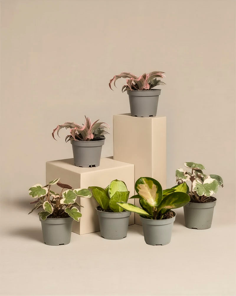 Sechs kleine Rosa Babypflanzen mit gemischten grünen und bunten Blättern werden auf beigen Blöcken vor einem einfarbig beigen Hintergrund präsentiert. Das Rosa Babypflanzen (6er Set) ist ein reizvolles Pflanzenset für jeden Raum.