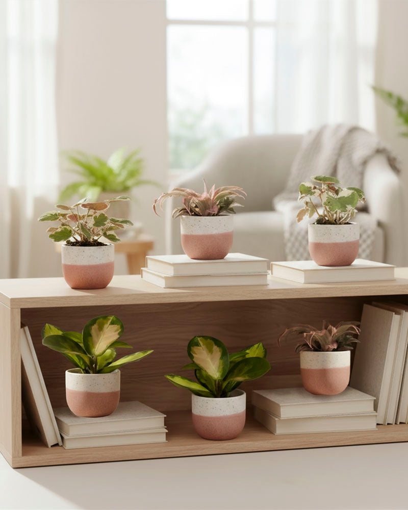 Sechs Rosa Babypflanzen (6er Set) in weißen und rosa Töpfen sind auf einem Holzregal neben gestapelten Büchern arrangiert. Dahinter befindet sich ein helles, gemütliches Wohnzimmer mit Sessel und viel Grün.