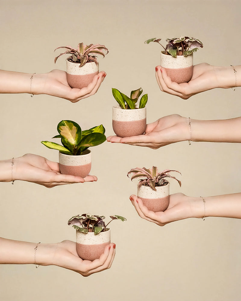 Sechs Hände halten die Rosa Babypflanzen (6er Set) in rosa-weißen Keramiktöpfen, arrangiert vor einem beigen Hintergrund. Das Set zeigt Babypflanzen mit verschiedenen Blattformen und -farben, darunter sowohl grüne als auch lila Sorten.