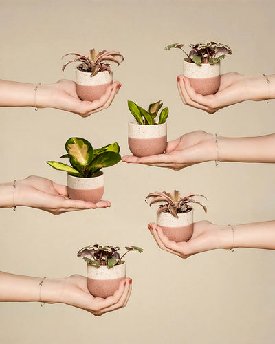 Sechs Hände halten die Rosa Babypflanzen (6er Set) in rosa-weißen Keramiktöpfen, arrangiert vor einem beigen Hintergrund. Das Set zeigt Babypflanzen mit verschiedenen Blattformen und -farben, darunter sowohl grüne als auch lila Sorten.