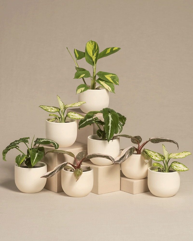 Gif Animation des 7er Babypflanzen-Set mit farbigen Pflanzen in verschiedenen Keramiktöpfen von feey.