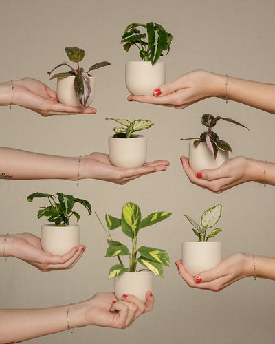 7er Babypflanzen-Set mit farbigen Pflanzen wird von Händen ins Bild gehalten.