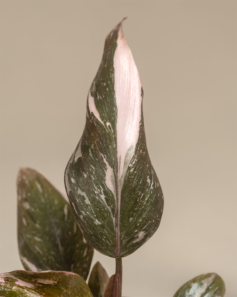 Detailaufnahme Philodendron 'Pink Princess Marble' 