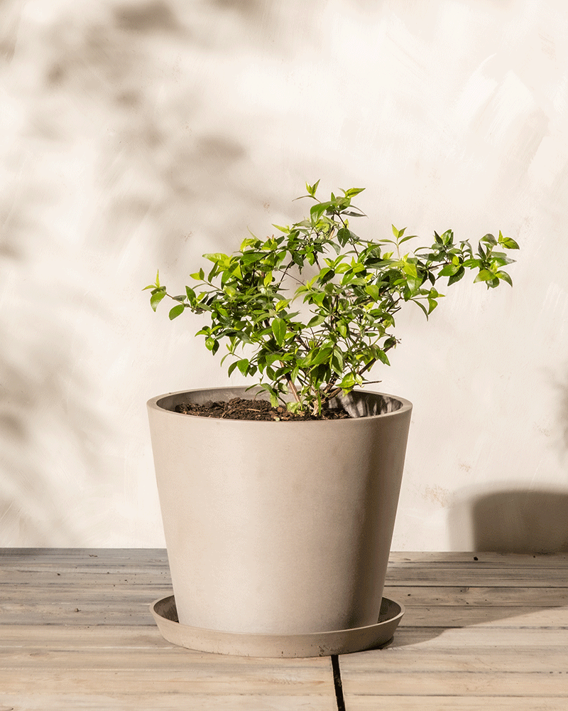 Eine kleine grüne Abelia grandiflora mit vielen Blättern wächst in einem großen, beigen Keramiktopf auf einer Holzoberfläche. Der Hintergrund ist eine neutrale, helle Wand mit weichen Schatten, und das Sonnenlicht hebt die Pflanze hervor, wodurch ein helles und natürliches Ambiente mit einem asiatischen Touch entsteht.