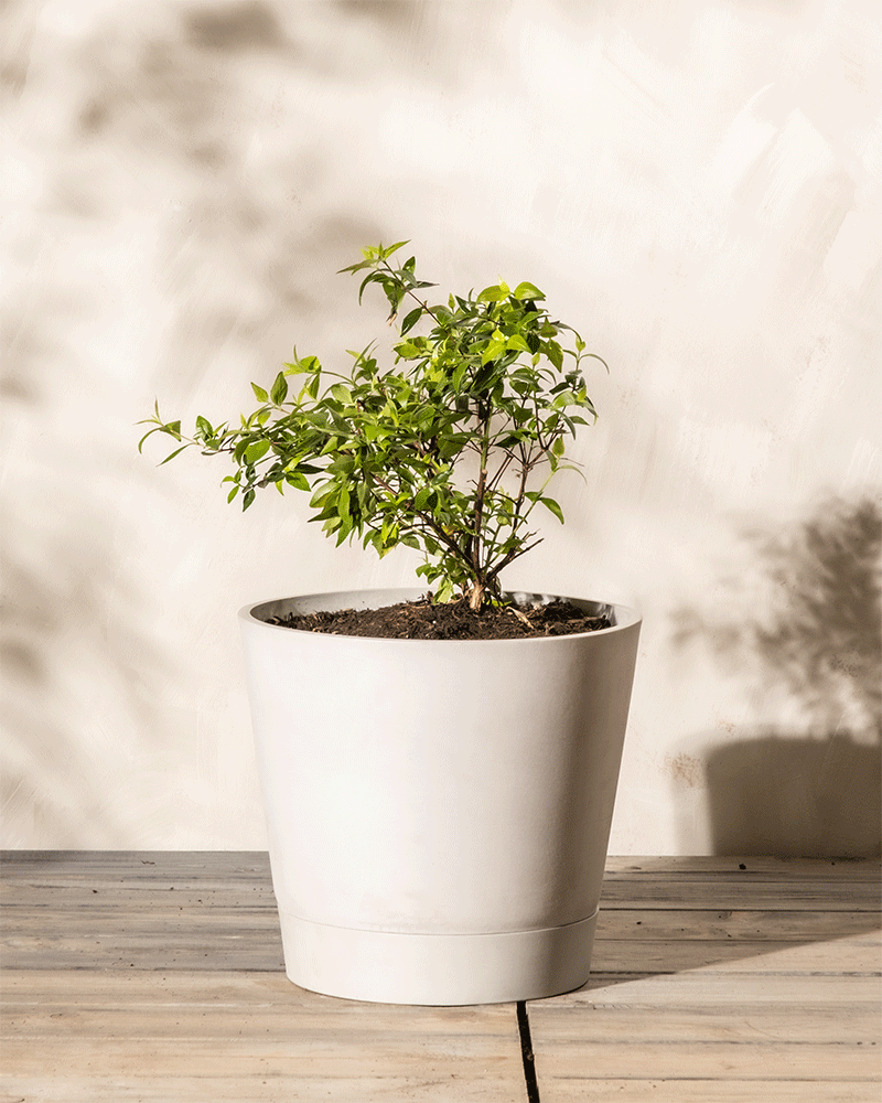 Eine kleine grüne Pflanze mit dünnen Zweigen und Blättern, identifiziert als Abelia grandiflora, steht in einem einfachen weißen Topf auf einer Holzoberfläche. Der Hintergrund ist eine strukturierte, sonnenbeschienene beige Wand.