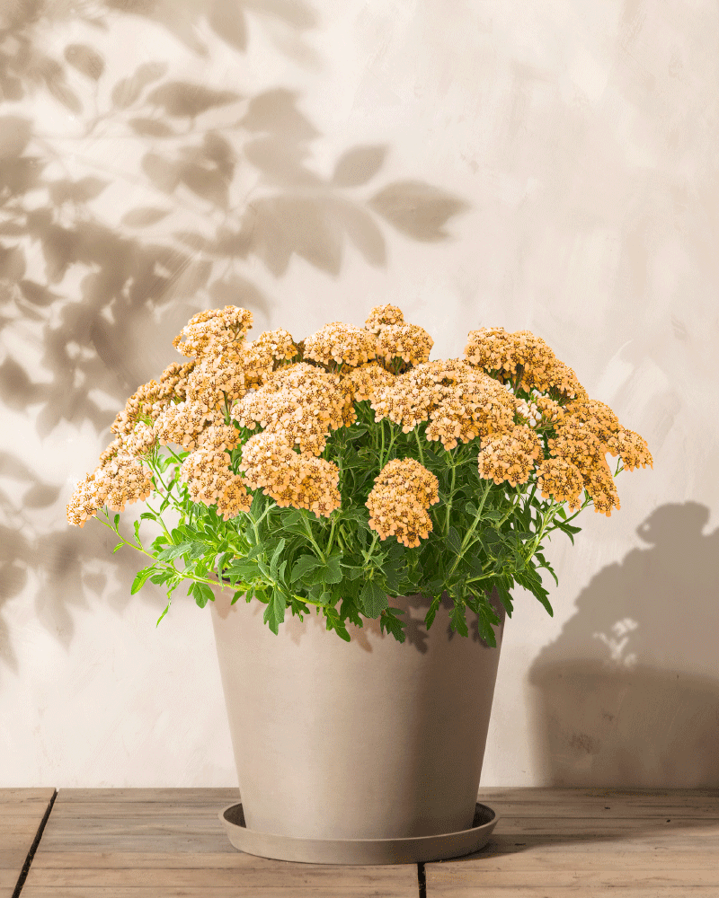 Ein beiger Topf mit Büscheln orange-brauner Schafgarbenblüten (Achillea millefolium) und grünen Blättern steht auf einer Holzoberfläche vor einer hellen Wand mit Pflanzenschatten.