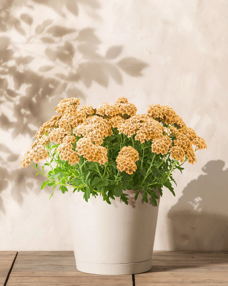 Eine Schafgarbe (orange-braun) im Topf mit Büscheln kleiner orange-brauner Blüten und grünen Blättern steht auf einer Holzoberfläche vor einer hellen Wand mit weichen Schatten im Hintergrund.