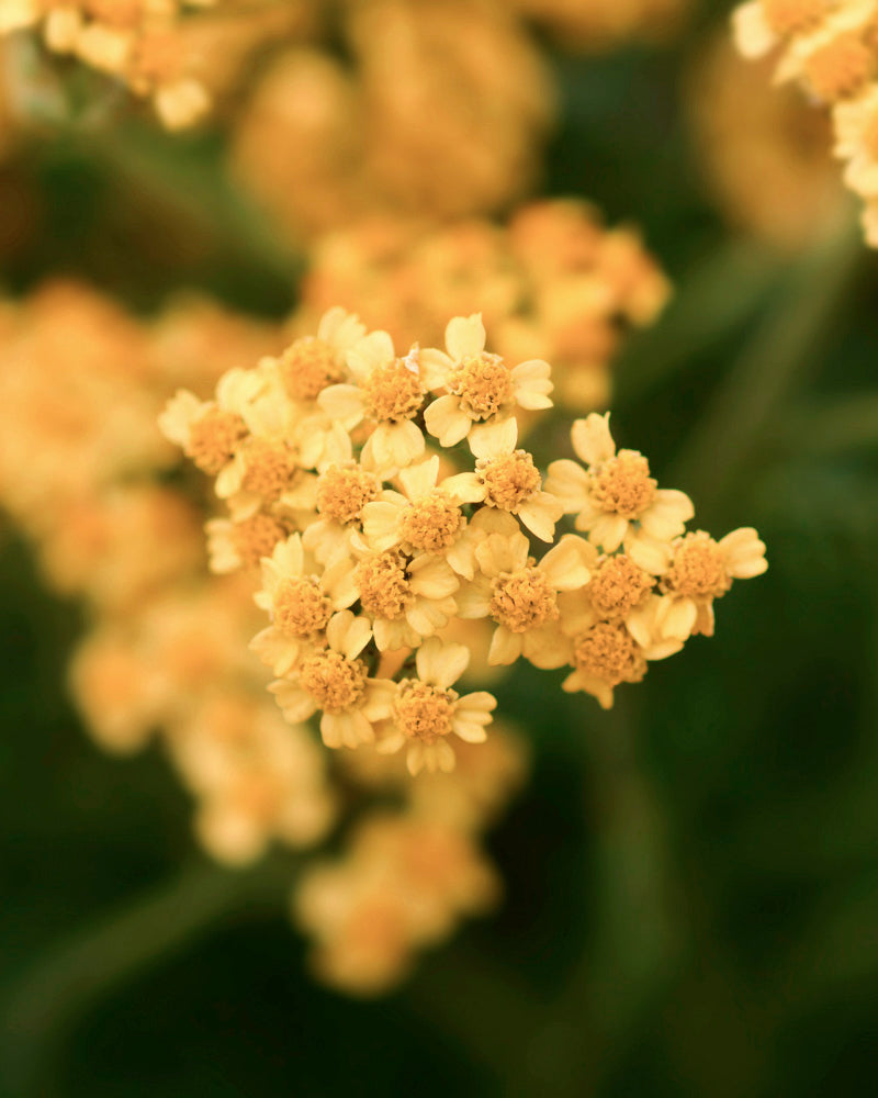 Eine Nahaufnahme von dicht gedrängten Schafgarbenblüten (orange-braun), deren kleine Blüten und zarte Blütenblätter sich vor einem weichen, grünen Hintergrund abheben.