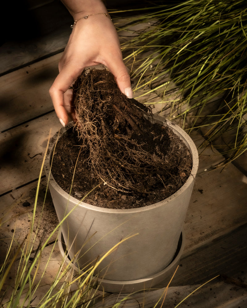 Eine Hand stellt eine Schafgarbe (orange-braun) mit freiliegenden Wurzeln und Erde in einen hellen Topf auf einer Holzoberfläche, umgeben von grünen, grasähnlichen Pflanzen.