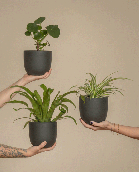 Drei Hände präsentieren ein mattschwarzes Pflanzgefäß Kleine Überraschungspflanzen (3er Set) mit bunten Zimmerpflanzen vor einem schlichten beigen Hintergrund. Eine Hand ist tätowiert, eine andere trägt Armbänder, und die dritte hat lackierte Nägel.
