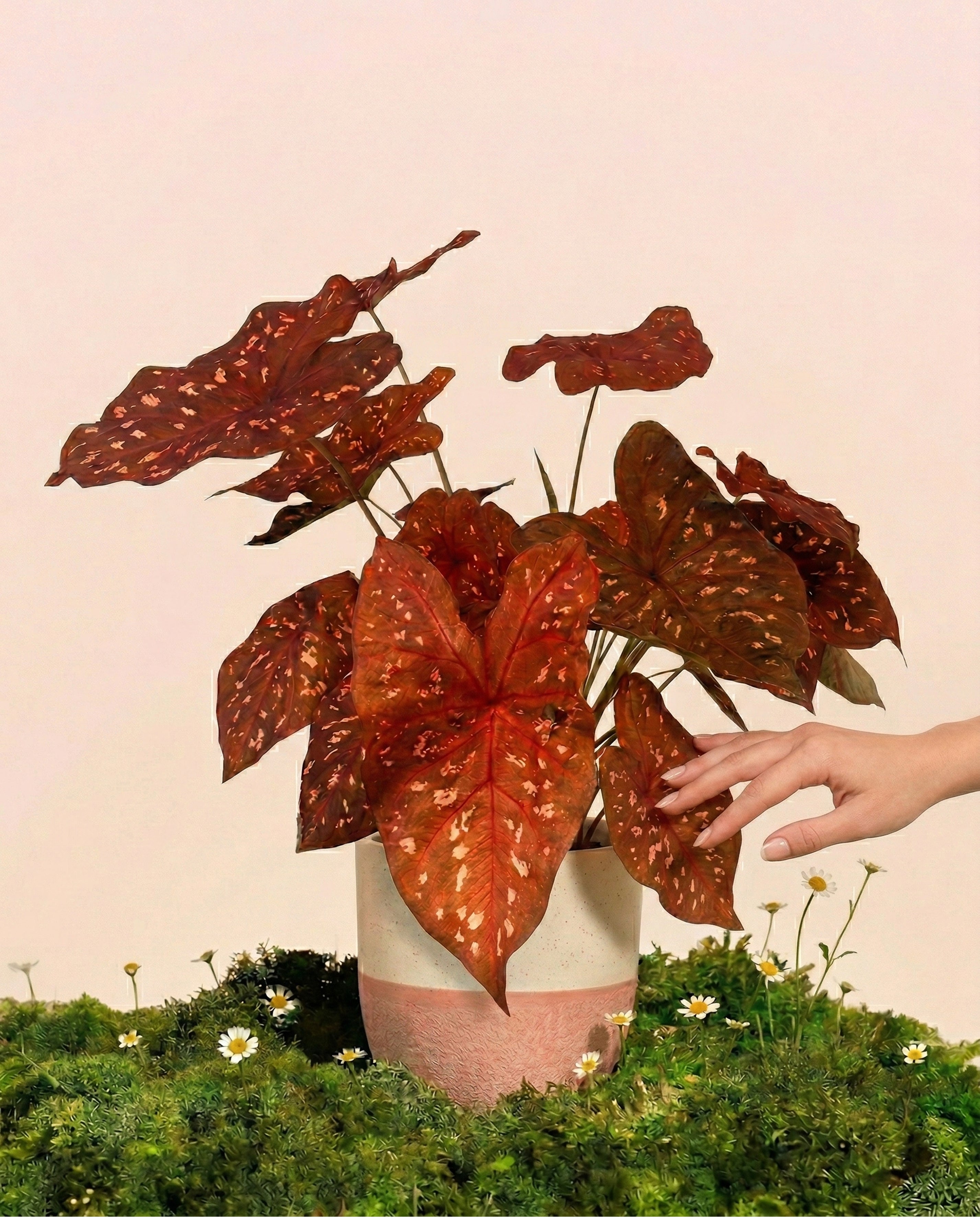 Caladium 'Burning Heart'