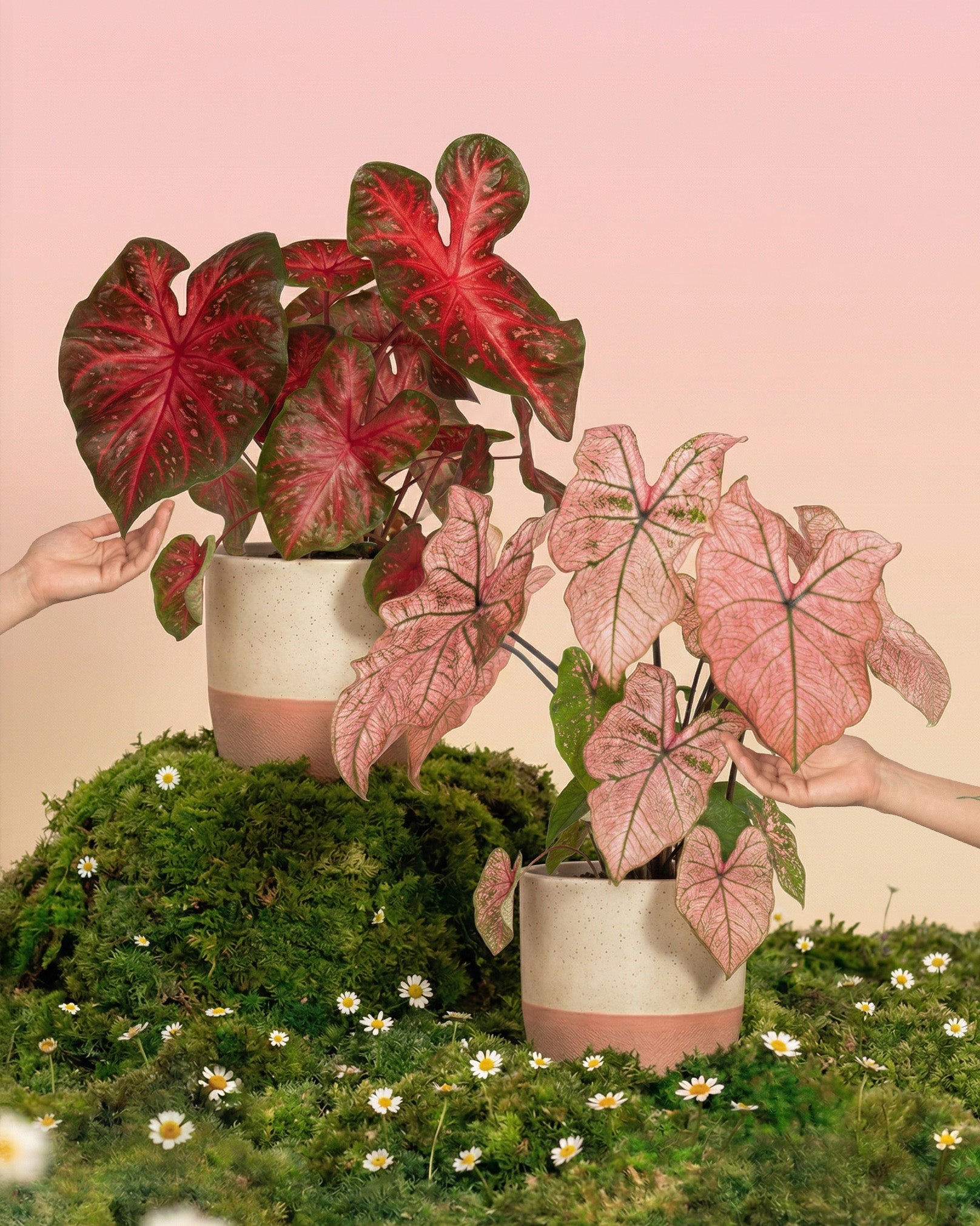 Zwei Hände halten ein Caladium-Duo hoch: ein Topf mit den leuchtenden Blättern der Sorte 'Red Flash' und der andere mit der zarten Sorte 'Spring Fling', die auf moosbewachsenen Hügeln mit winzigen weißen Blüten vor einem pastellrosa Hintergrund stehen.