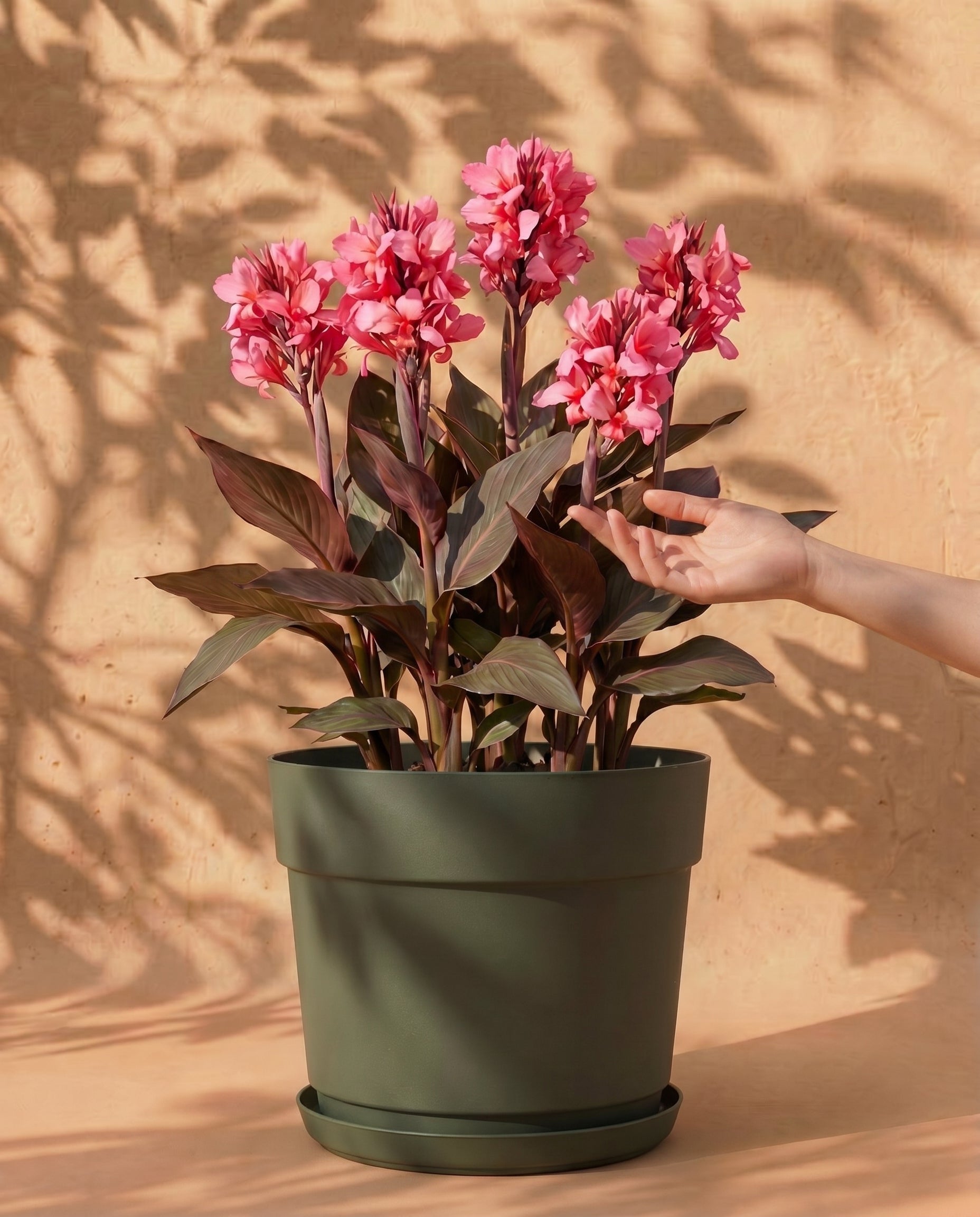 Pinke Canna im grauen Bloom-Übertopf mit dekorativem Band und Untersetzer