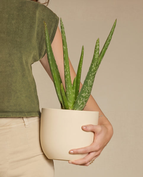 Eine Person in einem grünen Hemd und einer beigen Hose hält eine Echte Aloe, eine pflegeleichte Sukkulente, in einem hellen Topf vor einem neutralen Hintergrund. Nur ihr Oberkörper und ihr Arm sind sichtbar.
