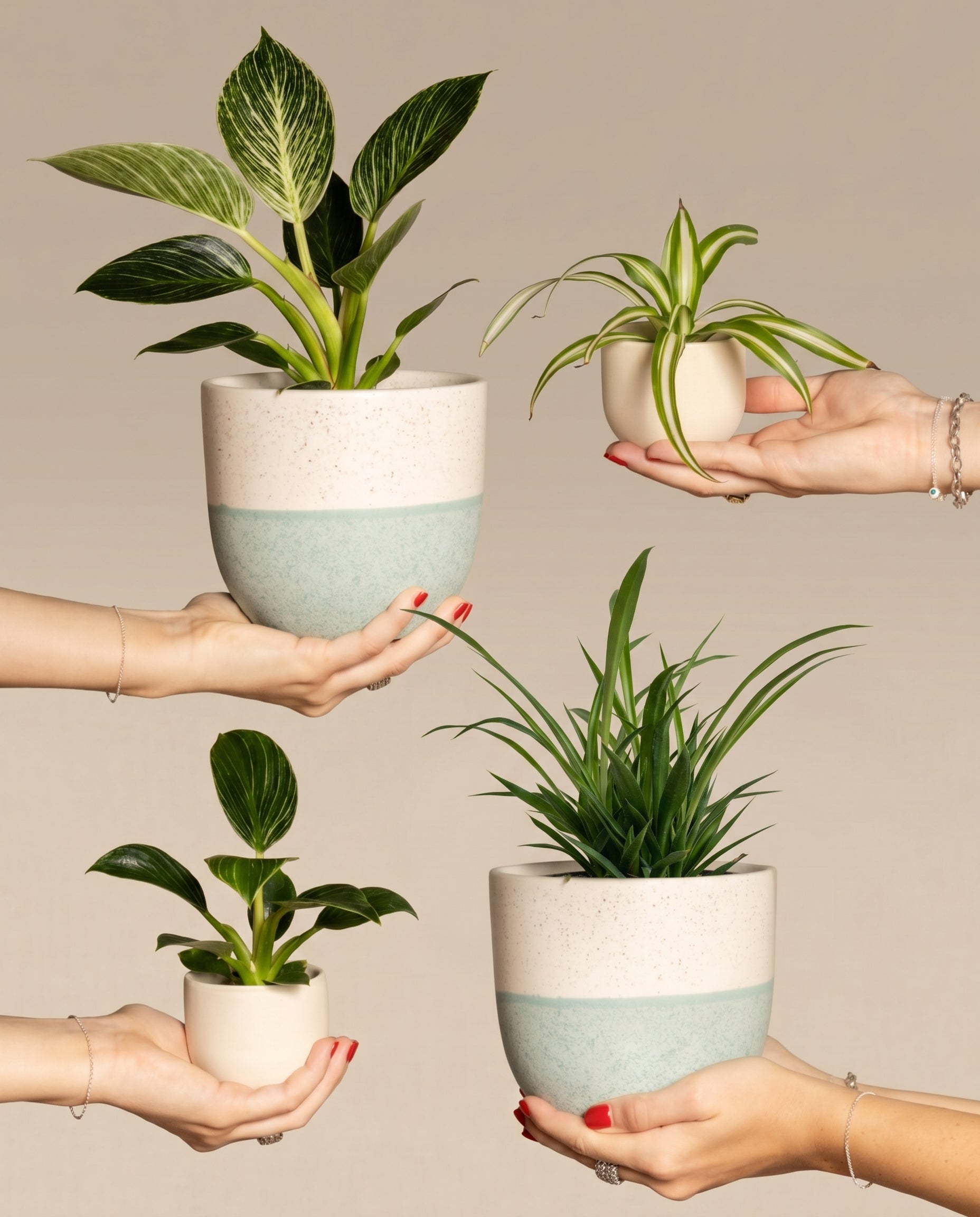Vier Hände halten verschiedene Topfpflanzen vor einem neutralen Hintergrund. Die Töpfe mit einem weiß-hellblauen Keramikdesign mit Farbverlauf enthalten einen großen Philodendron Birkin mit Blättern, eine kleinere Pflanze mit Blättern und zwei Grünlilien unterschiedlicher Größe. Dieses bezaubernde Arrangement ist die perfekte Ergänzung für jeden Pflanzenliebhaber aus dem Familienzuwachs-Set.